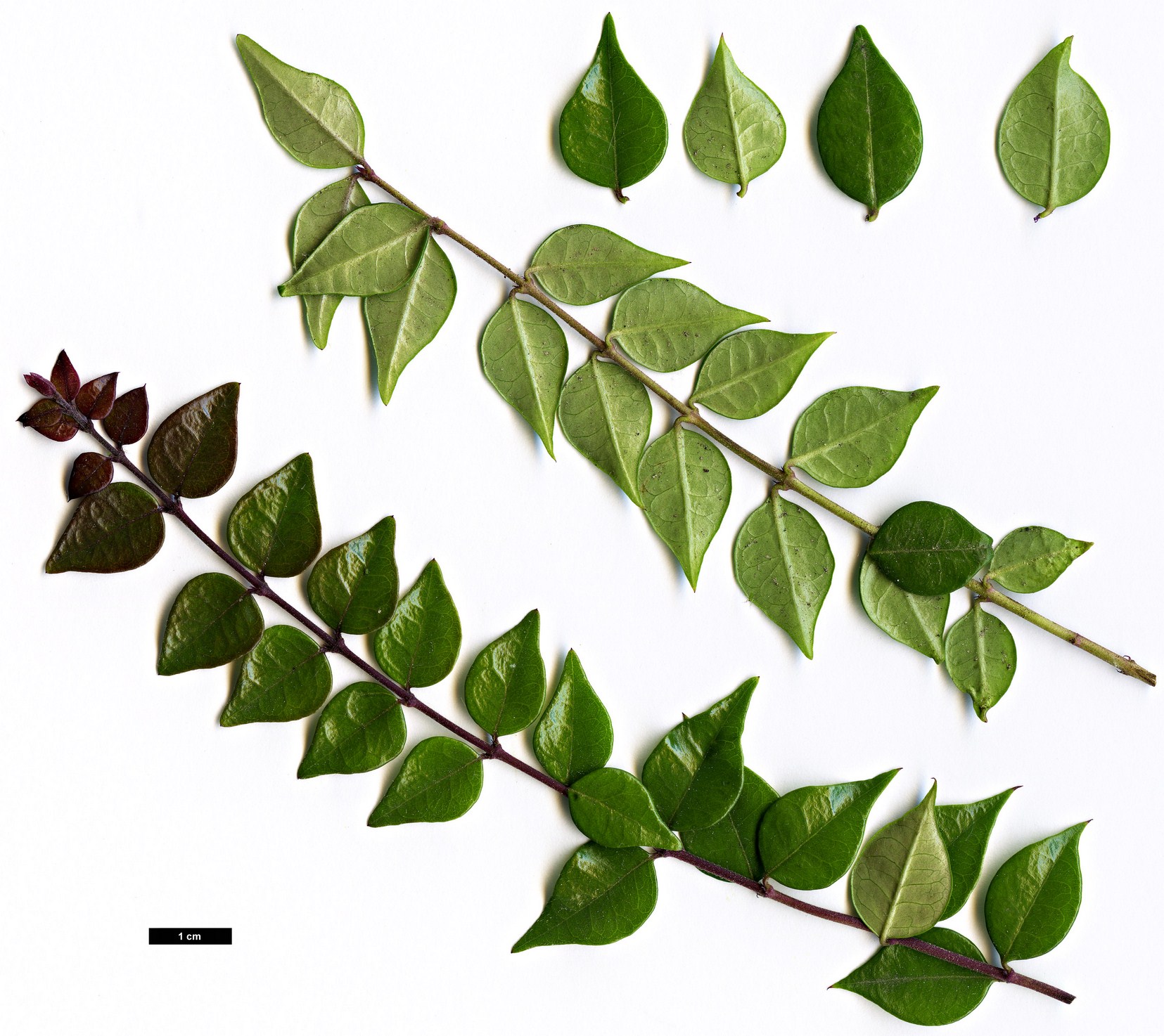 High resolution image: Family: Caprifoliaceae - Genus: Lonicera - Taxon: ligustrina - SpeciesSub: var. ligustrina